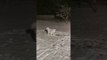 Samoyed Puppy Sees Snow for First Time