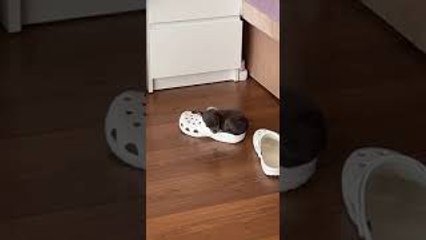 Tiny Dog Curls Up Inside Croc