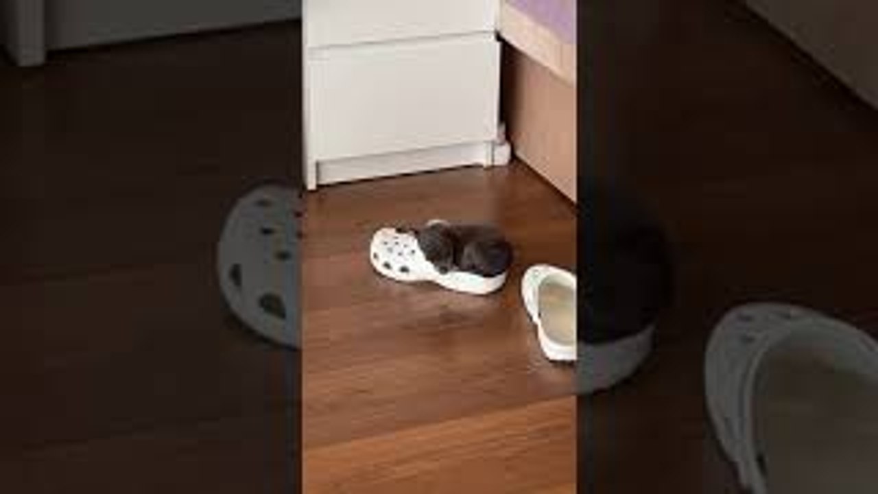 Tiny Dog Curls Up Inside Croc