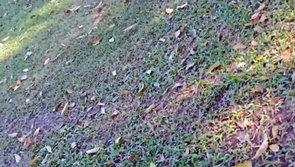 นาที ฮ.ตก