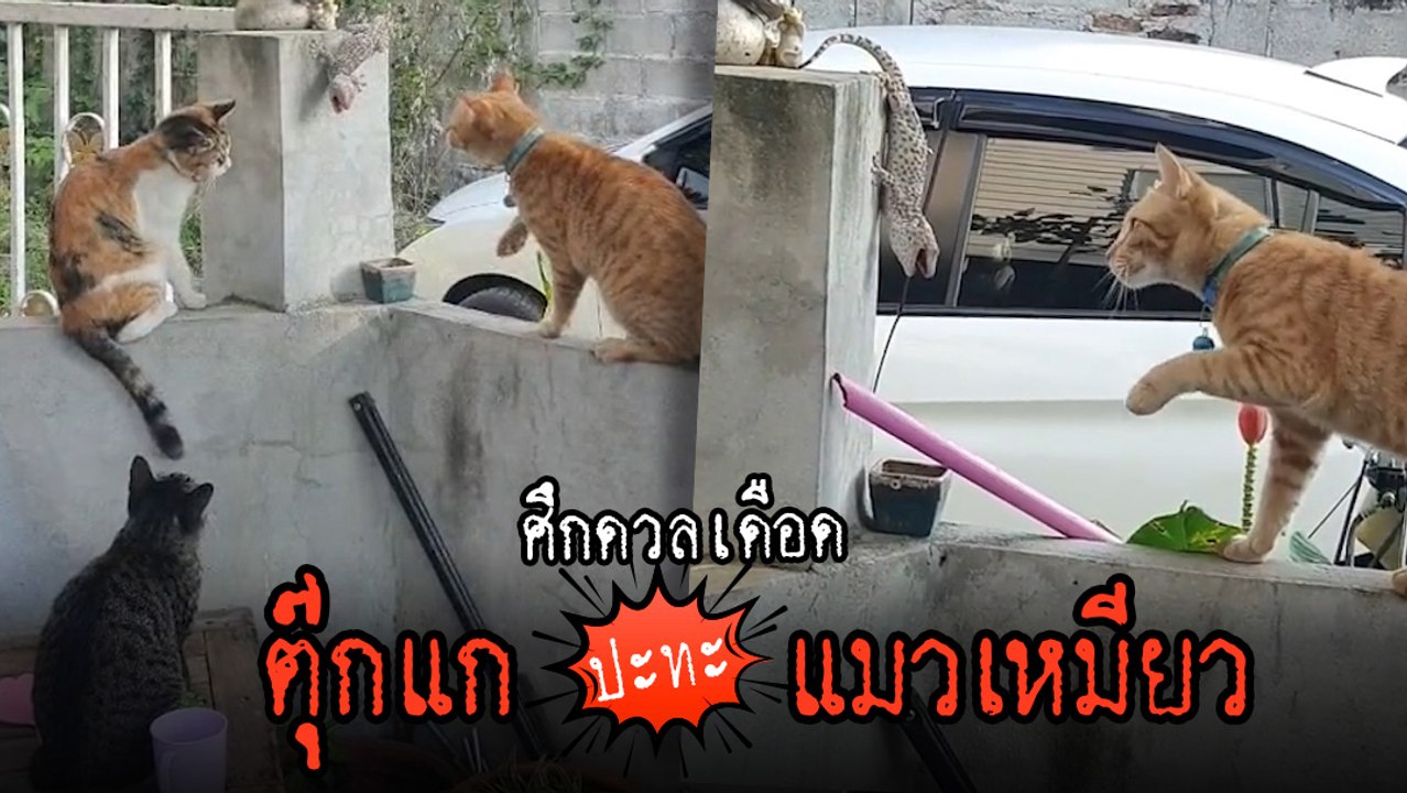 ศึกเดือด 3 ล้านวิว ! ตุ๊กแก VS แมว ฝ่ายหนึ่งตบ ฝ่ายหนึ่งขู่ จะจบไงไปชม..