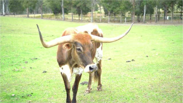 VOICI - Fin des vachettes dans Intervilles : vivement attaqué, Nagui se moque de ses détracteurs