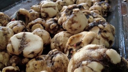 Traditional medicine ingredient konjac becomes cash crop for farmers in China’s Yunnan province