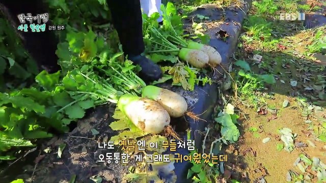 한국기행 - Korea travel_시골 할슐랭 2부- 울 할매 옥란 씨_#001