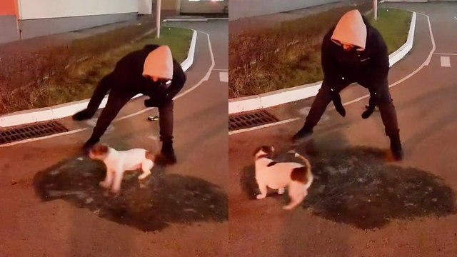 'Adorable dog goes viral for spinning like a helicopter on frozen puddle'