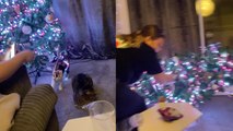 'Nervous cat knocks over Christmas tree after getting stuck in lights'