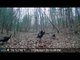 Flock Of Wild Turkeys Walk On Dried Leaves And Crosses Woods
