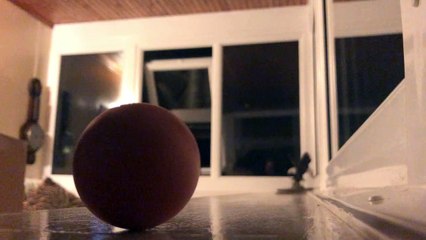 Pine Marten steals an egg in this Scottish Highland home