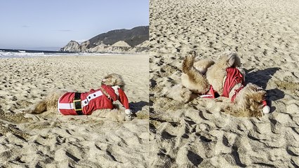 'Therapy dog hits the beach for a decompression walk following a busy day at work'