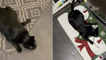 'Slithery cat channels her inner snake by doing a CRAZY crawl'