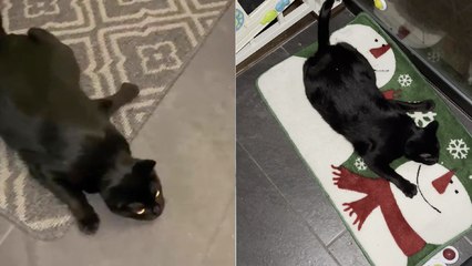 'Slithery cat channels her inner snake by doing a CRAZY crawl'