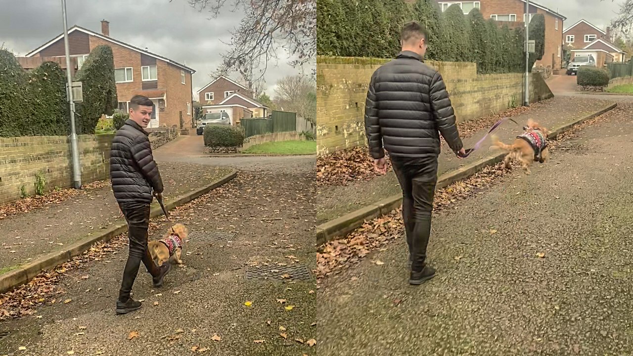 ''Someone's got the Christmas Spirit!' Dog hops like a kangaroo during walk with owners'