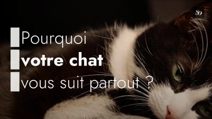 Pourquoi votre chat vous suit partout ?