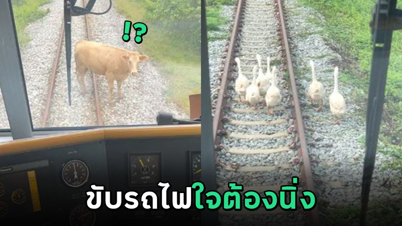 การขับรถไฟมีแต่เรื่องน่ารัก วัน ๆ ต้องเจออะไรบ้าง ตามไปดู