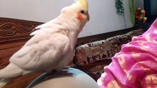 Cute Cockatoo birds |playing with cockatoo birds|cute pet birds