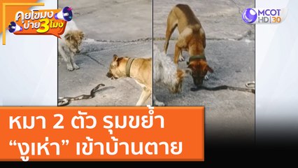 หมา 2 ตัว รุมขย้ำ “งูเห่า” เข้าบ้านตาย (16 ธ.ค. 64) คุยโขมงบ่าย 3 โมง