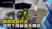 鸚鵡陪跑外送 突然下雨躲進手機傘