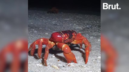 The story behind the red crab migration on Christmas Island
