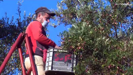 شاهد: الاستثمار في قطاع الزيتون يشق طريقه نحو تحقيق الاكتفاء في المغرب