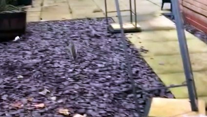 RSPCA rescues squirrel from Hartlepool bird feeder