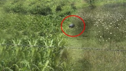 Köpeğe cinsel saldırıda bulunan sanıktan akıl almaz savunma: İktidarsızım hakim bey