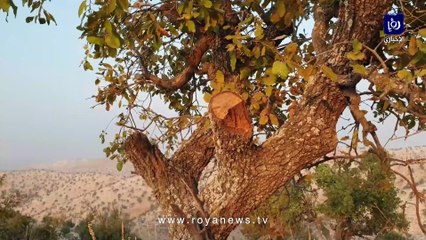 اعتداء كبير على أشجار محمية غابات اليرموك