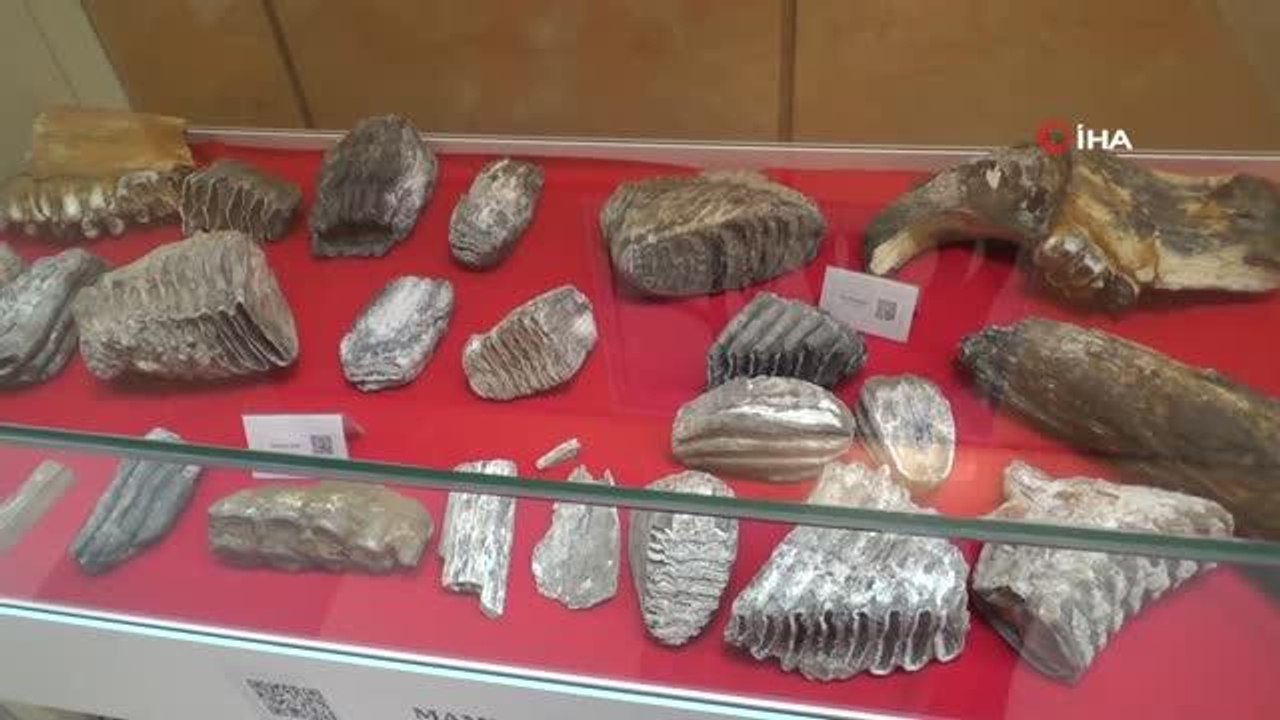 28 bin yıllık mamut parçaları Tekirdağ'da