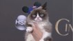 VOICI - Mort de Grumpy Cat, la chatte la plus célèbre du web, à 7 ans