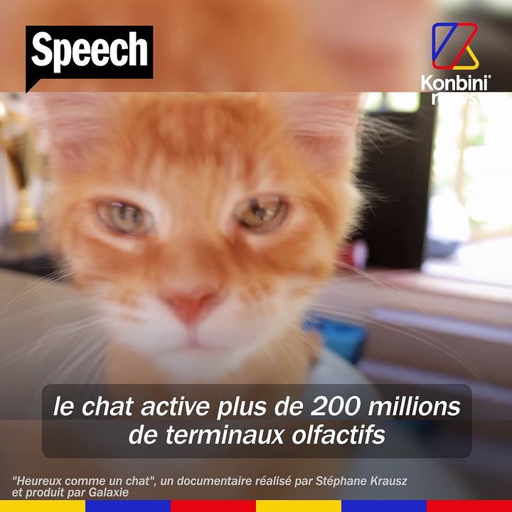 10 idées reçues sur ces boules de poils | Le SPEECH d'Isabelle Pasquet