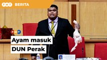 Bantah harga barang naik, wakil PKR bawa ayam ke DUN Perak