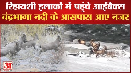 Ibex Moved To Miyar Valley In Lahaul | लाहौल में जमे पेयजल स्रोत, रिहायशी इलाकों में पहुंचे आईबैक्स
