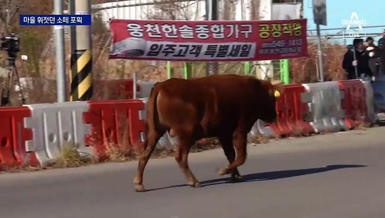 ‘10년 골치’ 소떼 포획 작전…17마리 새 주인 찾았다