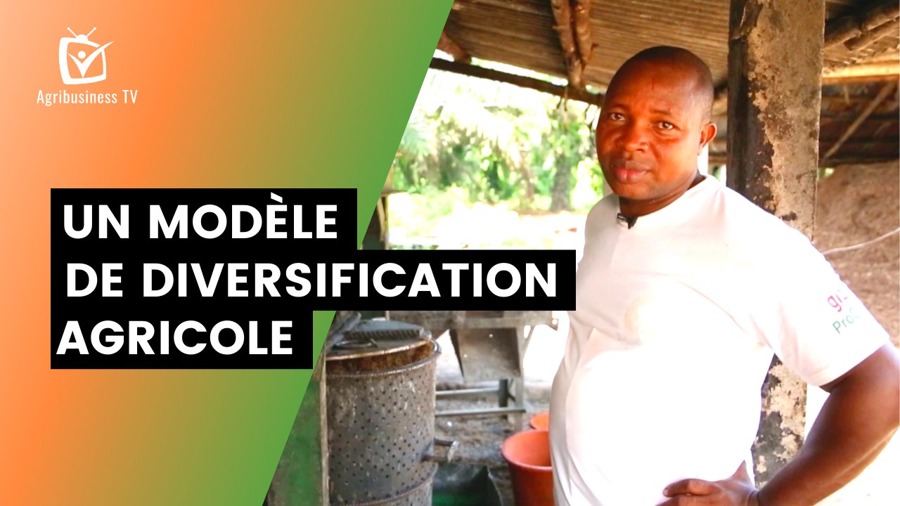 Bénin : Un modèle de diversification agricole
