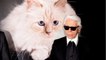 VOICI - Mort de Karl Lagerfeld : sa chatte Choupette lui rend un vibrant hommage