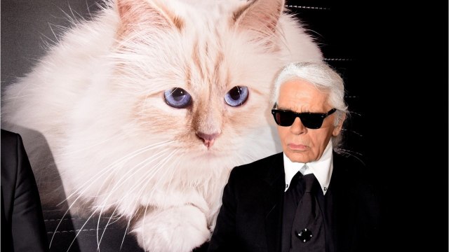 VOICI - Mort de Karl Lagerfeld : sa chatte Choupette lui rend un vibrant hommage