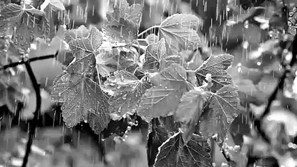 Helping Insomnia in 5 minutes with Rain Sound _ Relaxing Music _ Meditation