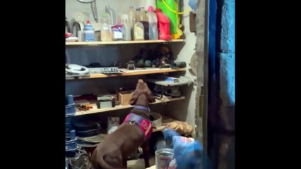 Jandarma uyuşturucu satıcılarına geçit vermiyor!