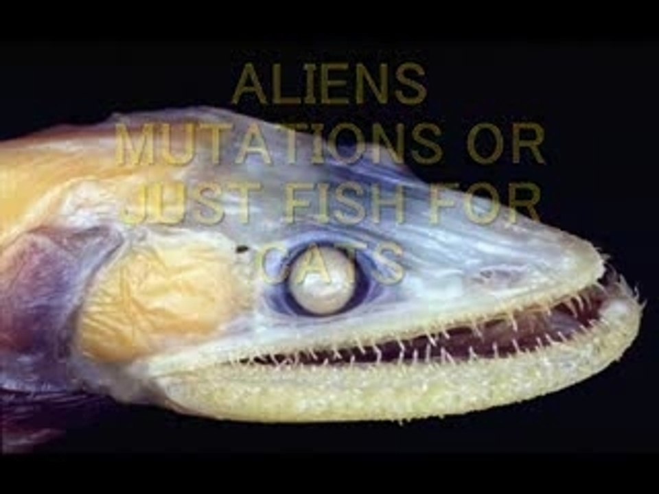 Alien or Mutation. Caution advised