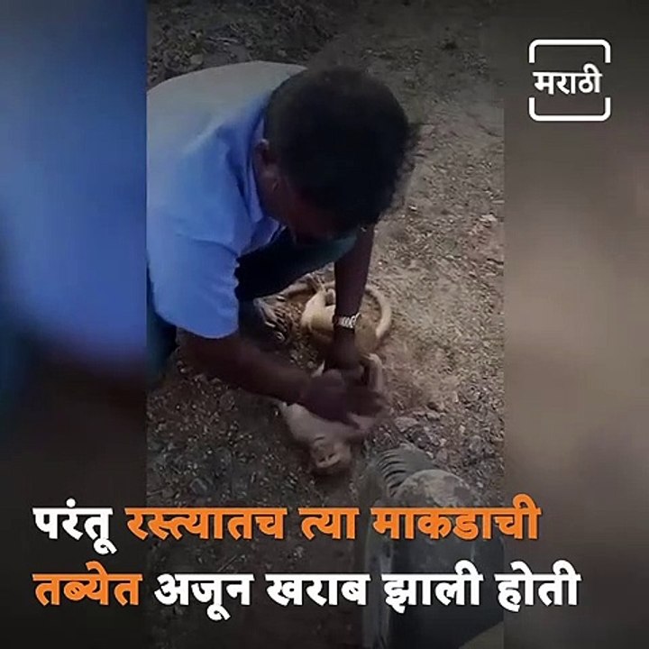 Perambalur Man Tries To Resuscitate Monkey To Life