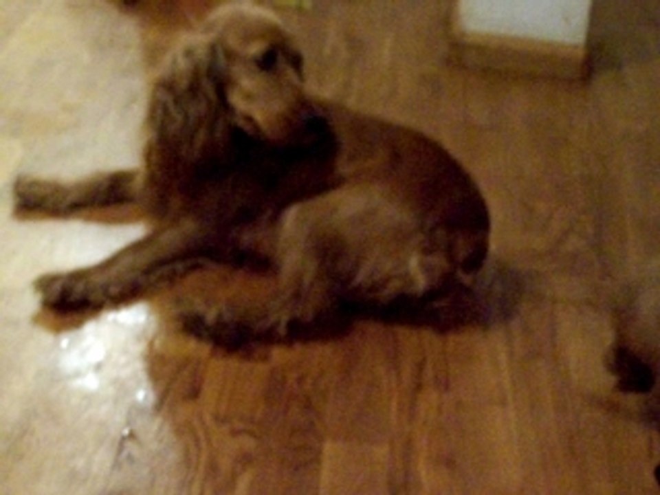 jeux de chien