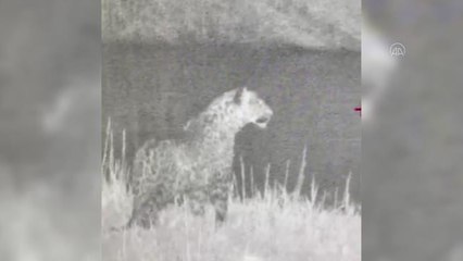 Nesli tükenme riskiyle karşı karşıya olan leopar Doğu Anadolu'da görüntülendi