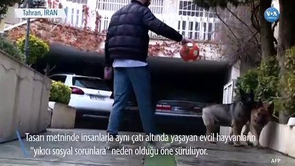 İran’da Evcil Hayvanların Yasaklanmasını İçeren Yasa Tasarısı