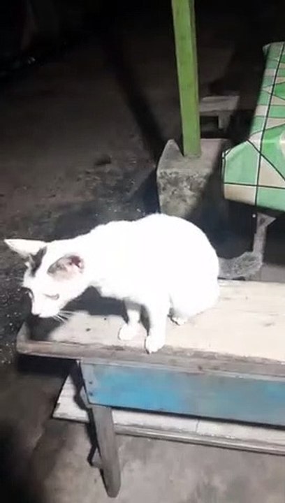 Funny cat video|| Cat cute video || cat || cat video|| just watch & Enjoy