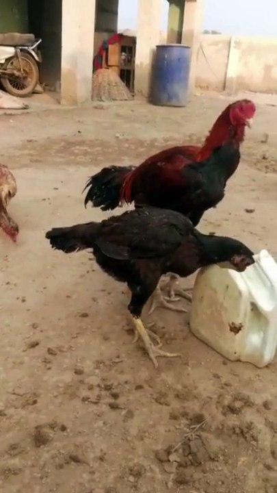Roosters and hens video by kingdom of Awais