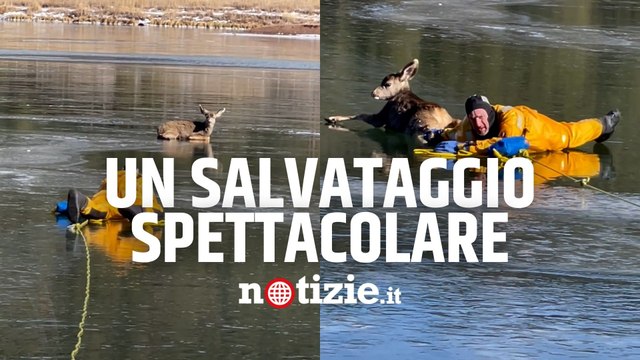 Usa, cervo bloccato sul lago ghiacciato in New Mexico: salvataggio spettacolare dei vigili del fuoco