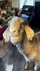 Goat Feasts on Flour