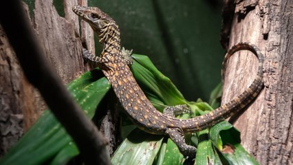 6 Komodo Dragons Born at Bronx Zoo for the First Time