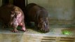 A very Hippo Christmas at ZSL Whipsnade Zoo (C) ZSL