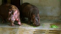 A very Hippo Christmas at ZSL Whipsnade Zoo (C) ZSL