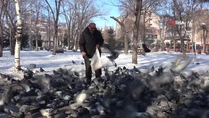 Maaşını alıp güvercinlere koşuyor